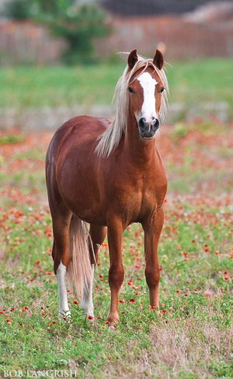 Welsh Ponies, Welsh Pony And Cob, Horse Standing, Welsh Pony, Palomino Horse, Hello Pretty, Nice Picture, Most Beautiful Animals, Chestnut Horse