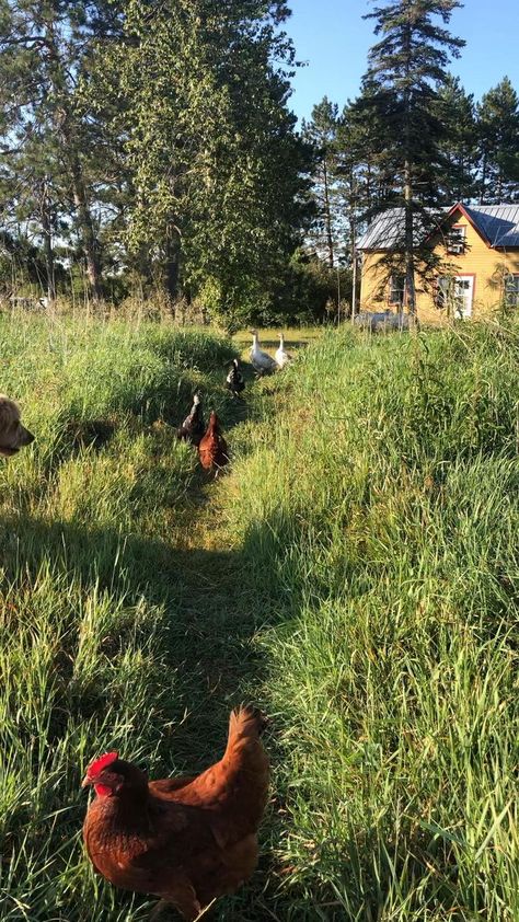 Future Farms, Cottage Aesthetic, Farm Lifestyle, Farm Dogs, Country Lifestyle, Old Farm Houses, Ranch Life, Morning Walk, Chicken Farm