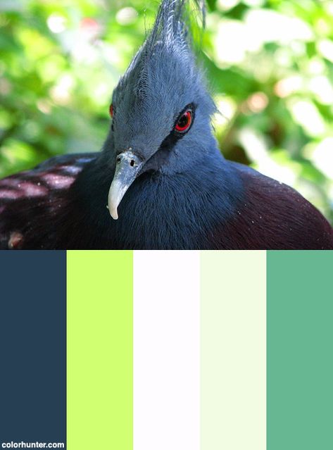 Pigeon Color, Victoria Crowned Pigeon, Crowned Pigeon, Potato Recipes, Pigeon, Color Palettes, Color Scheme, Sweet Potato, Potato