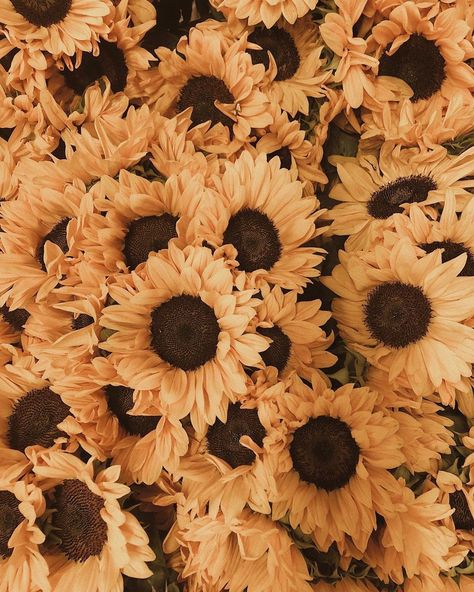 Zombie Prom Queen, Color Aesthetic, Sunflower Pictures, Moodboard Aesthetic, Sunflower Wallpaper, Everything Is Awesome, Yellow Aesthetic, Brown Aesthetic, Yellow Background