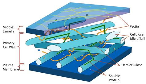 Cell Wall Structure and Function Plant Cell Parts, Plant Cell Diagram, Membran Sel, What Is Cell, Cell Diagram, Cell Theory, Cell Parts, Plant And Animal Cells, Eukaryotic Cell