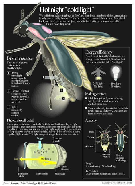 fireflies,scientific illustration - Google Search Firefly Drawing Realistic, Firefly Illustration, Firefly Illustration Drawings, Lightning Bug Illustration, Firefly Scientific Illustration, Fireflies Digital Art, Scientific Bug Illustration, Lighting Bugs, Cool Bugs