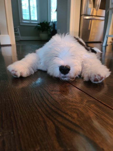 I am, I am, I am superman, and I know what's happening! F1B Reverse Sheepadoodle. 3 months old. #sheepadoodles #sheepadoodle #sheepadoodlepuppy #F1Breversesheepadoodle #ATL #naplesfl #newportri Mini Sheepadoodle, English Sheepdog Puppy, Sheepadoodle Puppy, English Sheepdog, Old English Sheepdog, Fluffy Dogs, Baby Puppies, Cute Dogs And Puppies, Cute Creatures