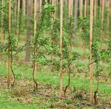 Dwarf fruit trees Small Fruit Orchard, Miniature Fruit Trees, Growing Peanuts, Backyard Orchard, Espalier Fruit Trees, Fruit Orchard, Nut Trees, Berry Garden, Growing Fruit Trees