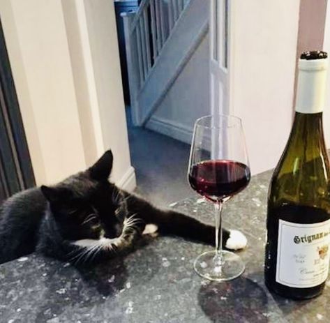 Cat Moods, It's A New Day, Cat Wine, Tuxedo Cats, Cat Drinking, It's Friday, Champagne Bottles, Cats Funny