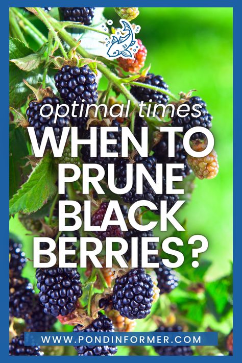 Discover the best times to prune blackberries for a bountiful harvest. Our expert guide will help you optimize growth and fruit production. Learn the secrets to successful pruning and enjoy a season filled with sweet, juicy blackberries.  #BlackberriesPruning #GardeningTips #Pruning #GardenMaintenance #Gardening #BerryCareGuide #PlantCareGuide #OptimalPruning #Blackberry #Blackberries #PruningCare #TreeCare #Prune #PruningBlackberries #PondInformer When To Prune Blackberry Bushes, Blackberry Pruning Tips, How To Prune Blackberries, How To Propagate Blackberries, Preserving Blackberries, Propagate Blackberries, Blackberry Pruning, Blackberry Care, Pruning Blackberries