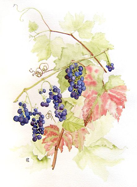 Vineyard Watercolor Painting, Grapes Illustration, Peter Brown, Wreath Watercolor, Flower Beds, Grapevine Wreath, Raisin, Grape Vines, Watercolor Art