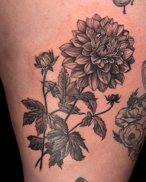 Dahlia Flower Sketch, Black And White Dahlia Tattoo, Black Dahlia Tattoo Design, Dahlia Tattoo Color, Black Dahlia Tattoo, Dahlia Flower Tattoo, Dahlia Flower Tattoos, Dahlia Tattoo, Los Angeles Tattoo