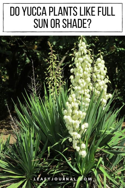 Yucca Plant Care, Yucca Plant, Full Sun Plants, Sun Plants, Shade Plants, Light Shade, Pool Landscaping, Pool Patio, Shade Garden