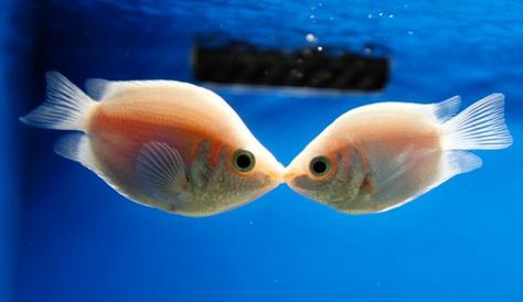 Article Iphone View Element Hollywood Kiss, Kissing Gourami, International Kissing Day, Ocean Aquarium, Cool Fish, Freshwater Aquarium, Fish Tanks, The Kiss, Freshwater Fish