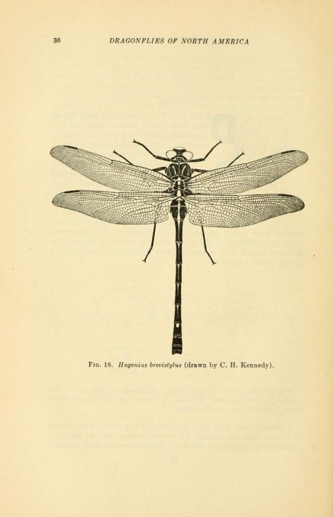 Hagenius brevistylus / C.H. Kennedy) / Dragonfly Scientific Illustration Vintage Dragonfly Illustration, Fishing Boutonniere, Vintage Encyclopedia, Dragonfly Illustration, Scientific Drawing, Vintage Dragonfly, Art 2024, Dragonfly Art, Dragonfly Tattoo