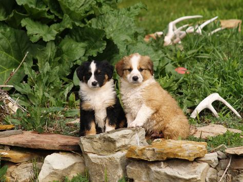 English Shepherd Puppy, Exfoliate Lips, Border Collie Aussie, English Shepherd, Farm Dogs, Active Family, Collie Puppies, Red Dirt, Herding Dogs