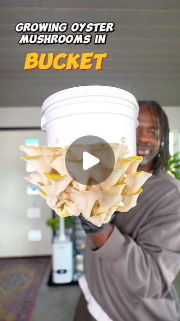 15K likes, 412 comments - turnipvegan on April 21, 2024: "I grew mushrooms in a bucket 🪣 for the first time with the help of @Northsporemushrooms Organic Golden Oyster Mushroom Spawn. #NorthS...". Growing Oyster Mushrooms At Home, How To Grow Oyster Mushrooms, Golden Oyster Mushroom, Oyster Mushroom Cultivation, Mushroom Fajitas, Turnip Vegan, Mushroom Seeds, Todd Anderson, Oyster Plant