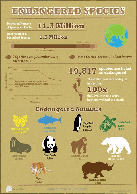 Endangered Species Infographic Wildlife Biology, Animal Infographic, Mass Extinction, Animal Conservation, Save Our Planet, Save The Earth, Extinct Animals, Endangered Animals, Animal Species