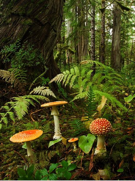 Olympic National Park~Washington State Fairy Scene, Forest Pictures, Mushroom Fungi, Nature Aesthetic, In The Forest, In The Woods, Mother Earth, Nature Beauty, British Columbia