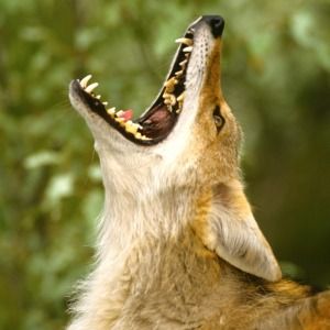 I hear coyotes howling. Does that mean they have just killed something? - Why do coyotes howl and yip? | Urban Coyote Research Coyote Animal, Animal Study, Canine Art, Fox Art, Animals Of The World, Photo Reference, Comic Artist, Album Art, Animal Photography