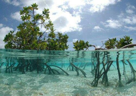 key+west+florida+mangrove | Mangroves, Florida Keys. Mangrove Swamp, South Pacific Islands, Mangrove Forest, Cairns, Facebook Cover Photos, South Pacific, Archipelago, Key West, Bahamas