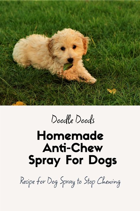 No Chew Dog Spray Diy, Puppy Chewing Spray, No Chew Spray For Dogs Diy, Bitter Spray For Dogs Diy, Diy Dog Chewing Deterrent, Dog Chewing Stop, Dog Chewing Deterrent Homemade, Anti Chew Spray For Dogs Diy, Puppy Chewing Tips Training