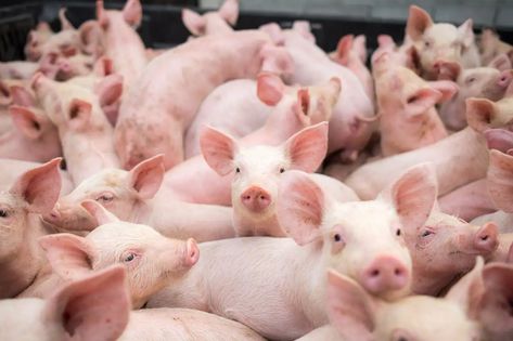 Small Pigs, Livestock Farming, Mini Pigs, Pig Farming, The Barbarians, News Reporter, Pig Lovers, The Weather Channel, Food Supply