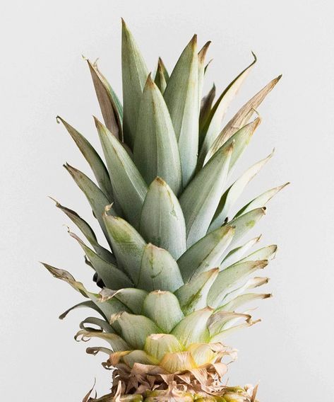 Pineapple Health Benefits, Pineapple Leaves, Pineapple Leather, Pineapple Benefits, Pineapple Fruit, New Material, Food Science, Plant Drawing, Fruit Garden