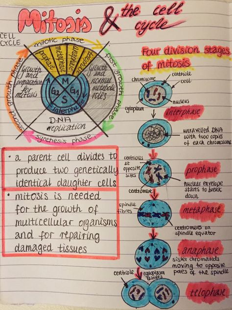 Mitosis and the cell cycle The Cell Cycle Notes, Biology Notes Mitosis, Cell Cycle Project, Cell Cycle And Cell Division Notes, Mitosis And Meiosis Notes, Cell Cycle Diagram, Cell Division Notes, Cell Cycle Notes, Mitosis Poster