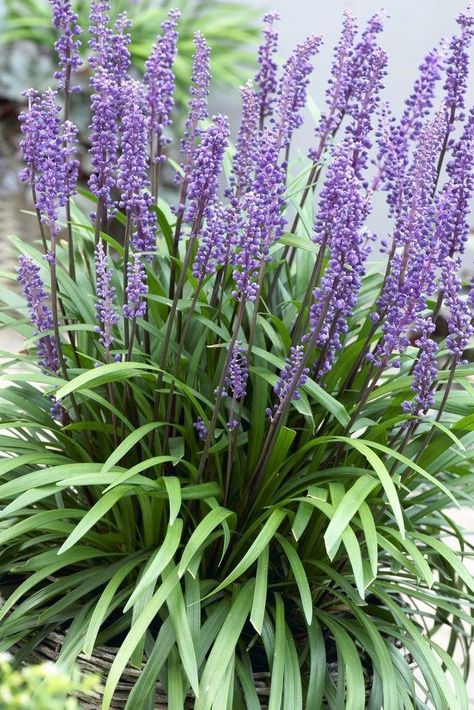 Spring is the ideal time to plant ornamental grasses, so what’s stopping you from choosing one for your garden from our extensive and colourful selection? 🌾 Liriope Muscari Big Blue, Lily Turf, Monkey Grass, Liriope Muscari, Blue Lily, Grasses Garden, Garden Accents, Shade Plants, Ornamental Grasses