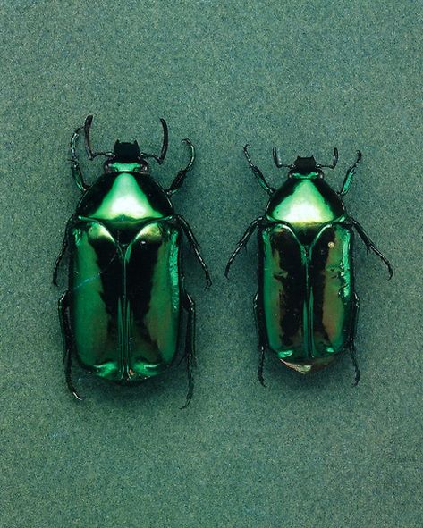 Green Beetle, Trend Council, Dark Green Aesthetic, Slytherin Aesthetic, Beautiful Bugs, Bugs And Insects, Beetles, Color Textures, Green Aesthetic