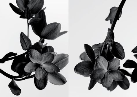 Black Flowers Aesthetic, Black And Grey Flowers, Aesthetic Grey, Grey Aesthetic, Black Theme, Themes Photo, Black And White Flowers, Grey Flowers, Gray Aesthetic