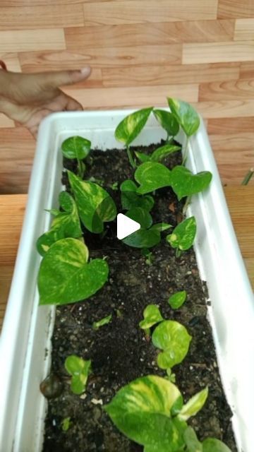 Propagating Money Plant, How To Make Pothos Climb, Pothos Plant Decor Ideas, Pothos Climbing Ideas, Money Plant Decor, Pothos Plant Decor, Neon Pothos, Planting Potatoes, Golden Pothos