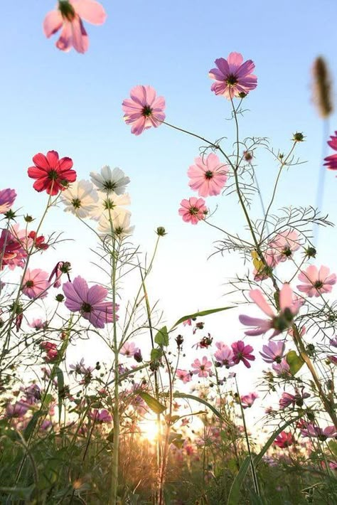 Blumenwiese Cosmos Flowers, Have Inspiration, Leopards, Love Flowers, Flower Wallpaper, Pretty Flowers, Pretty Pictures, Flowers Plants, Mother Nature