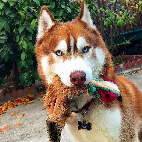 Huskyusa on Instagram: “Good afternoon litte friends! ♥️ We’re Back 🙂🐺 #husky #siberianhusky #huskycute #huskypuppy #huskypuppies #huskylove #huskylove…” Husky Grooming, Caine Husky, Red Husky, Alaskan Husky, Cute Husky, Husky Lover, Siberian Husky Dog, Siberian Huskies, Loving Friends