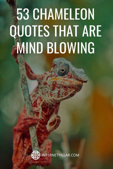 53 Chameleon Quotes That Are Mind Blowing - #quotes #bestquotes #dailyquotes #sayings #captions #famousquotes #deepquotes #powerfulquotes #lifequotes #inspiration #motivation #internetpillar Chameleon Quotes, Chameleon Changing Color, Types Of Chameleons, Funny Chameleon, African Quotes, Small Lizards, Charming Quotes, Chameleon Color, Truth And Lies