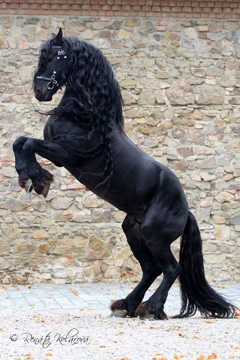 rearing Friesian Friesian Stallion, Horse Rearing, Beautiful Horses Photography, Black Horses, Most Beautiful Horses, Friesian Horse, Majestic Horse, Horse Crazy, Horse Equestrian