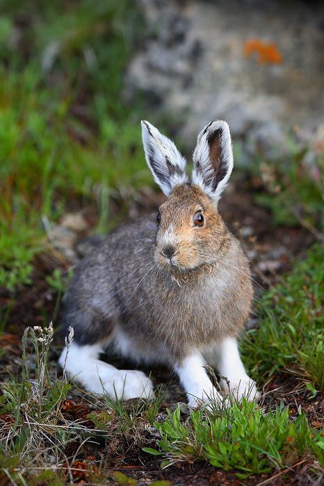 Huhu wo bist du ....... Snowshoe Rabbit, Snowshoe Hare, Arctic Hare, Beautiful Rabbit, Woodland Creatures, Beatrix Potter, Rodents, Animal Photo, Cute Bunny