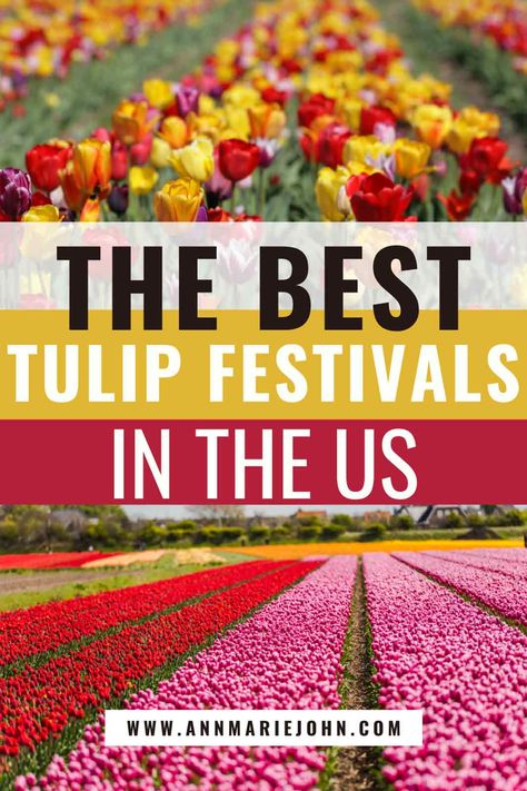 The Best Tulip Festivals in the US Tulip Tunneling, Holland Tulip Festival, Tulip Festival Holland Michigan, Tulip Festival Outfit, Holland Michigan Tulip Festival, Tulip Festival Washington, Skagit Valley Tulip Festival, Growing Tulips, Spring Board