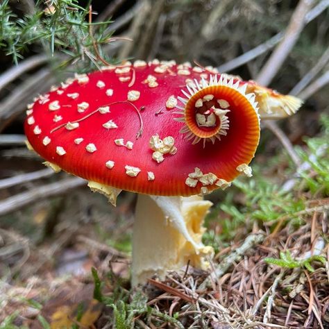 Mushroom Core, Mushroom Plant, Mushroom Pictures, Amanita Muscaria, Fly Agaric, Mushroom Fungi, Wild Mushrooms, Mushroom Art, Pretty Plants