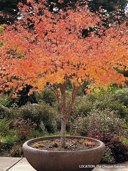 Designing with Japanese maples | Garden Gate Japanese Maple Tree Landscape, Maple Tree Landscape, Japanese Maple Garden, Japanese Garden Decor, Small Japanese Garden, Japanese Garden Landscape, Shade Loving Perennials, Zen Garden Design, Japanese Maples