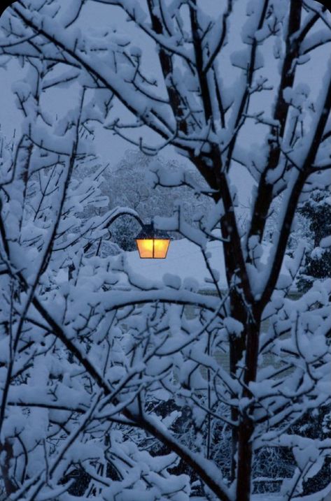 I Love Snow, Snow Covered Trees, Winter Szenen, Winter's Tale, I Love Winter, Love Winter, Winter Photos, Winter Love, Before Sunrise