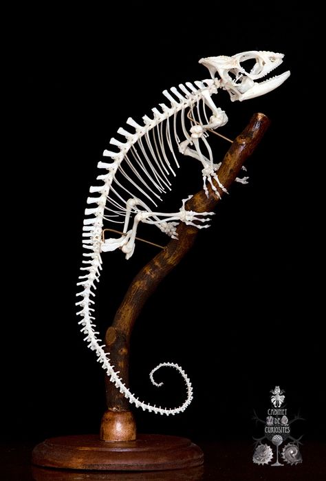 Gecko Skeleton, Reptile Skeleton, Chameleon Skull, Chameleon Skeleton, Lizard Skeleton, Wet Specimen, Skeleton Drawings, Animal Skeletons, Vulture Culture