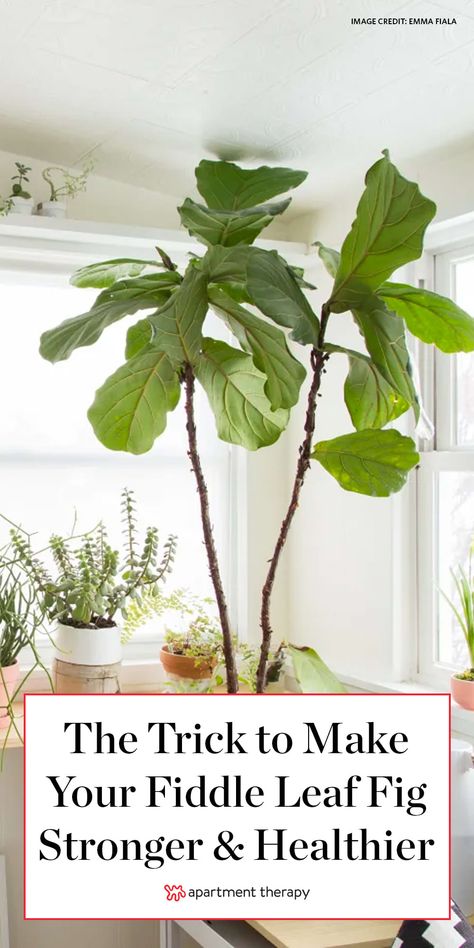 Fiddle Leaf Pot Ideas, Big Fiddle Leaf Fig Tree, Fiddle Leaf Fig Indoor Styling, Fig Plant Indoor Care, How To Care For Fig Leaf Plant, Indoor Fig Plant, Pruning Fiddle Leaf Fig Tree, Pruning Fiddle Leaf Fig, Notching Fiddle Leaf Fig