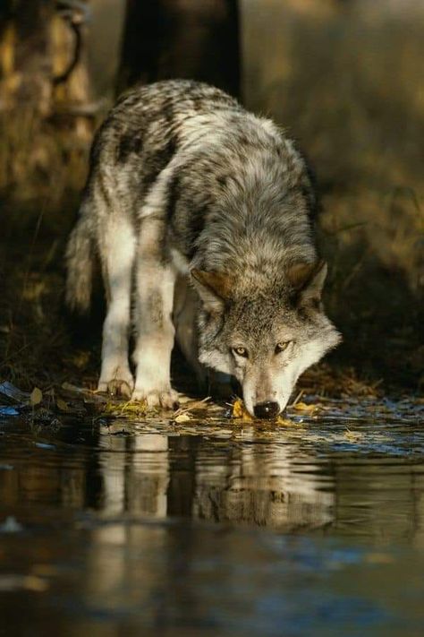 Wolf Photos, Wolf Love, Wild Wolf, Wolf Pictures, Beautiful Wolves, Wolf Spirit, Anime Wolf, Wild Dogs, A Pond