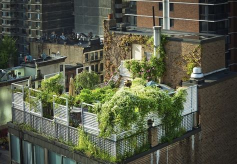 Roof top garden