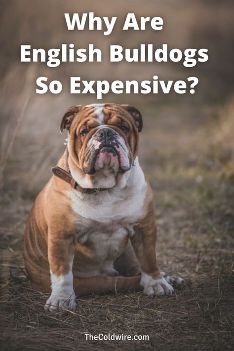 You may wonder, why are English Bulldogs so expensive? We give you the top 10 reasons and much more in our complete guide. Bull Dogs English Bulldogs, Bull Dogs English, Olde English Bulldog Puppies, Brindle English Bulldog, Puppy Meme, Bulldog Quotes, English Bulldog Pictures, English Bulldog Care, English Bulldog Funny