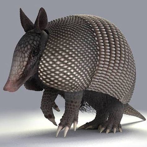 Armadillo Art, Bird Eyes, Creature Reference, Reference Board, West Art, Weird Creatures, Big Bird, Night Art, Wildlife Animals