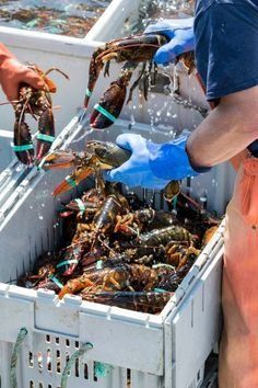 Lobster Festival, Maine Lobster Festival, Squid Fish, Fish Monger, Lobster Fishing, Rock Lobster, Chinese Market, Festival Photography, Maine Lobster