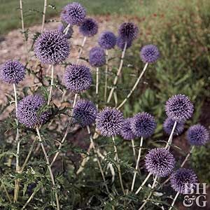 Globe Thistle Grow Butterflies, Thistle Plant, Globe Thistle, Plant Encyclopedia, Full Sun Perennials, Sun Perennials, Wallpaper Flower, Thistle Flower, Sun Plants