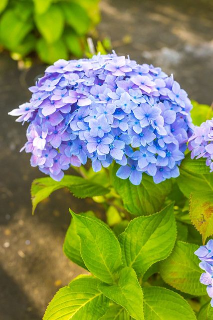 Ajisai Flower, Japanese Hydrangea, Hydrangea Photography, Japan Flowers, Hydrangea Cottage, Hawaii Flowers, City Tokyo, Japan Poster, Flower Reference