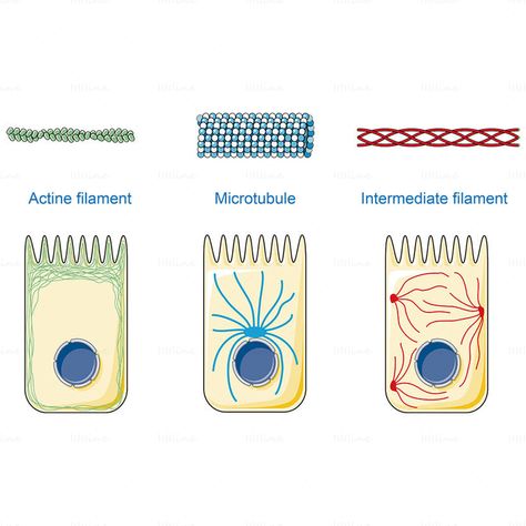 Cytoskeleton vector, Actine filament, Microtubule, Intermediate filament Biology College, Biology Revision, Biology Facts, Ap Biology, Cell Biology, Nursing School Survival, Biology Lessons, Science Photos, Biology Notes