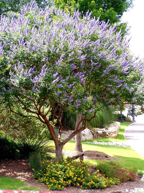 Versatile, hardy, pollinator-friendly: vitex agnuscastus (“chaste tree”) Vitex Tree, Colorful Landscaping, Texas Landscaping, Agnus Castus, Cheap Landscaping Ideas, Chaste Tree, Landscaping Trees, Australian Garden, Low Maintenance Landscaping