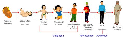 A lesson on human Life Cycle. Learn about the stages in the human life cycle… Human Clipart, Human Body Crafts, Stages Of Human Development, Cycle Stages, Human Life Cycle, Cycle Drawing, Human Growth And Development, Cycle For Kids, Life Cycles Activities